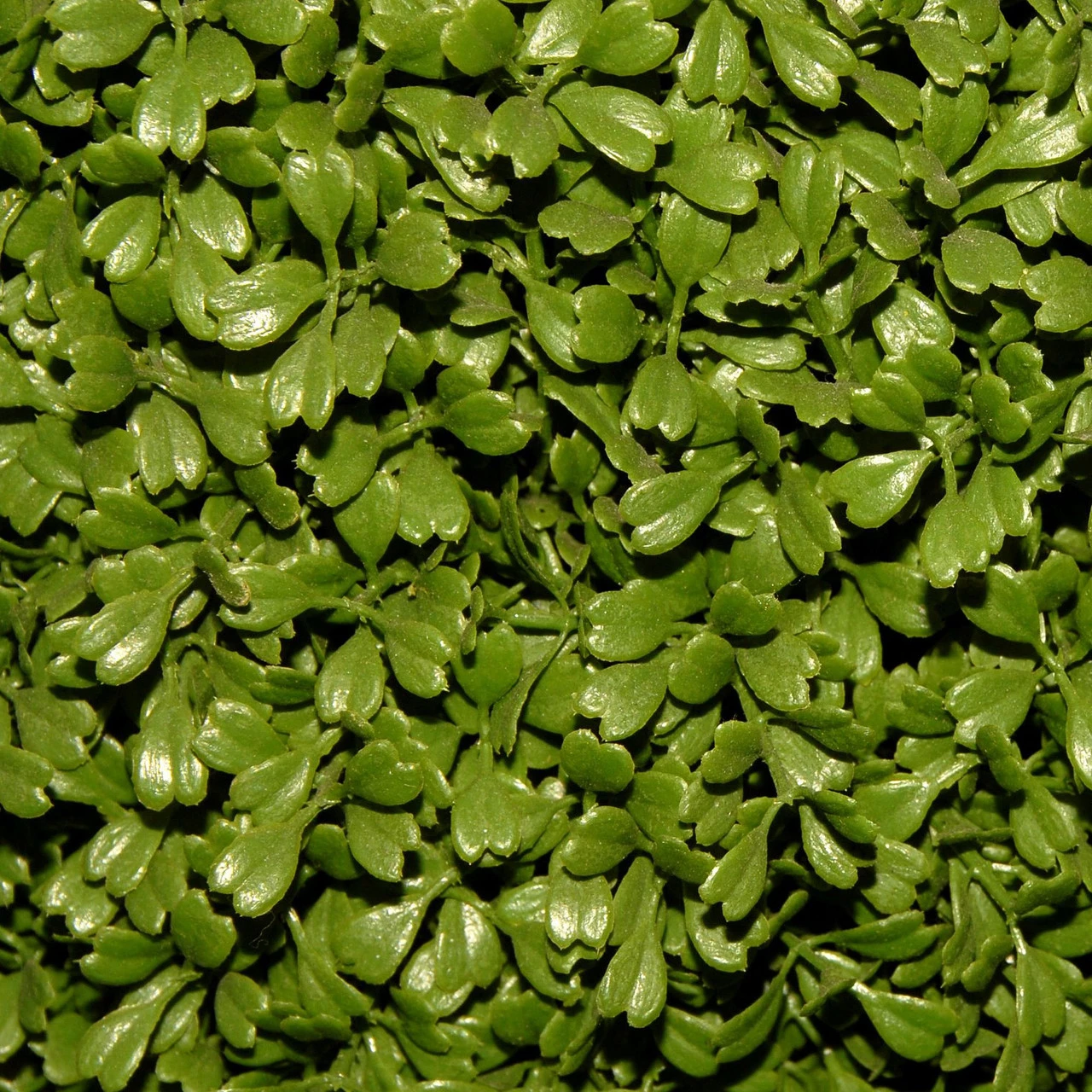 36" Green Artificial Boxwood Topiary Tree With Weighted Pot - Image 3